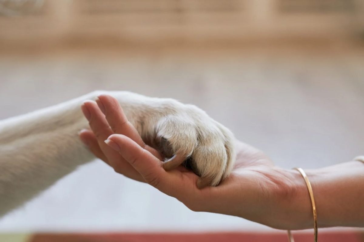 Bonus animali domestici