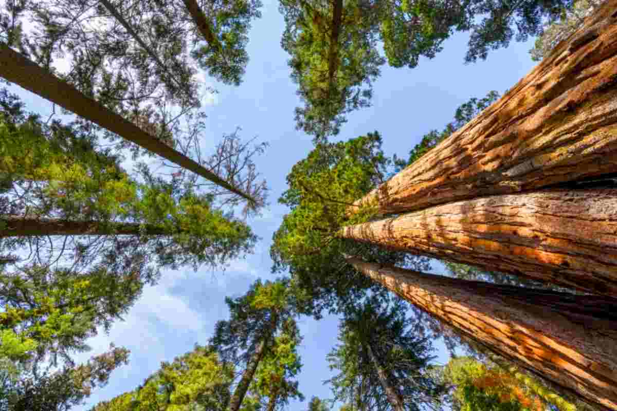 Test della foresta, come funziona