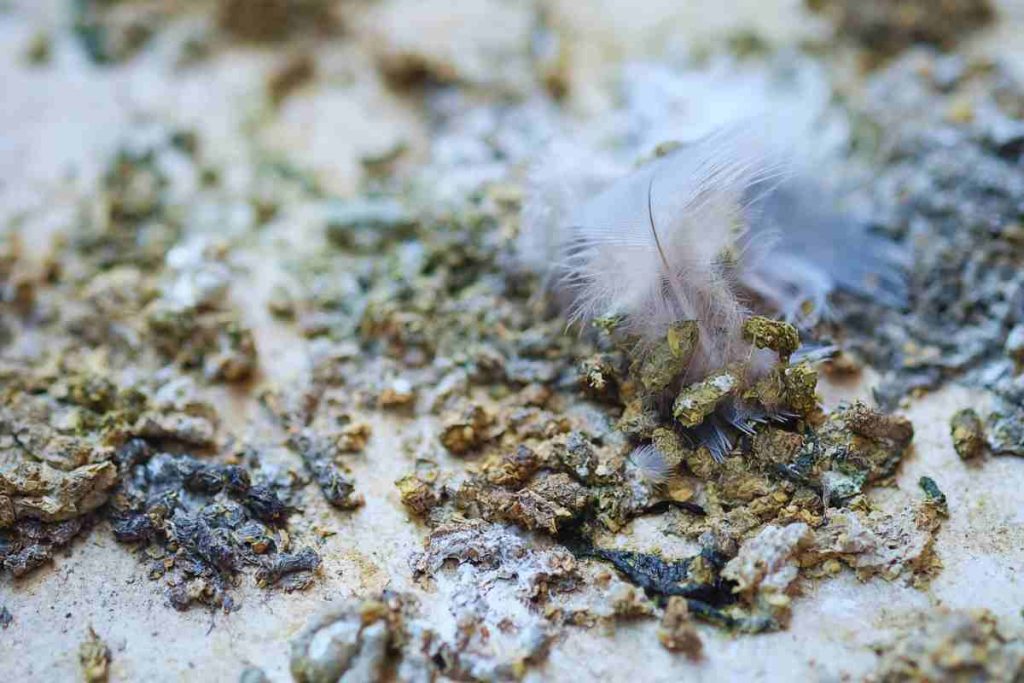 Escrementi piccione sul balcone, come rimuoverli