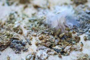 Escrementi piccione sul balcone, come rimuoverli