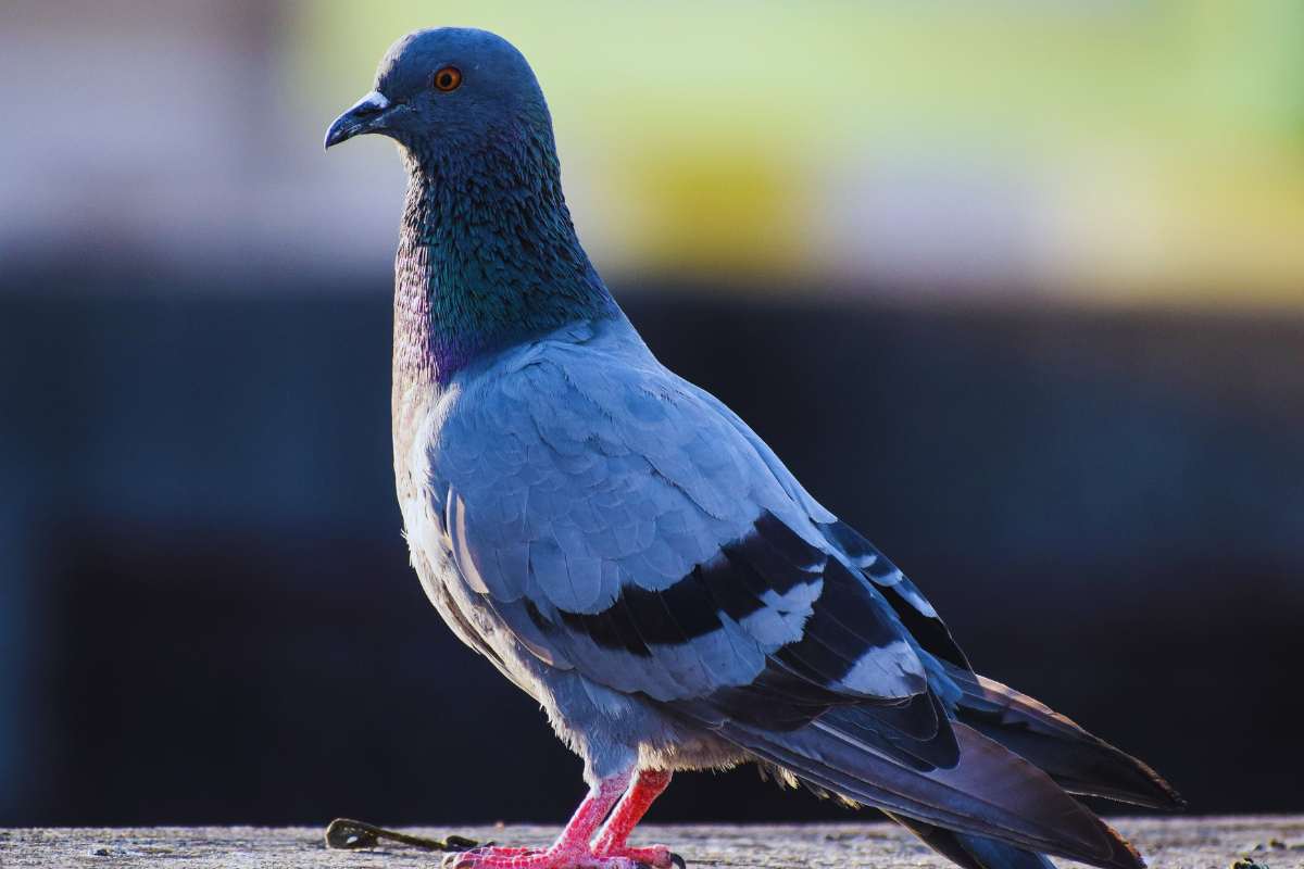 Escrementi piccione sul balcone, trucco per toglierli