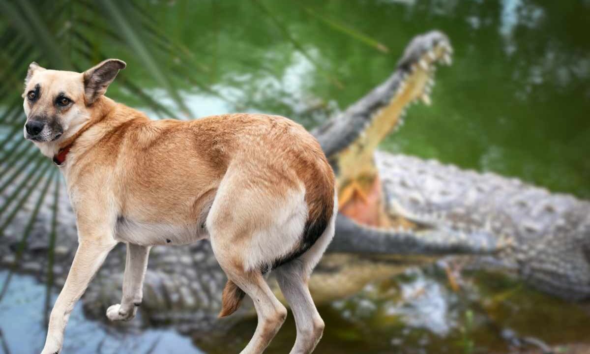 Attacco coccodrillo uccide cane