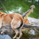 Attacco coccodrillo uccide cane